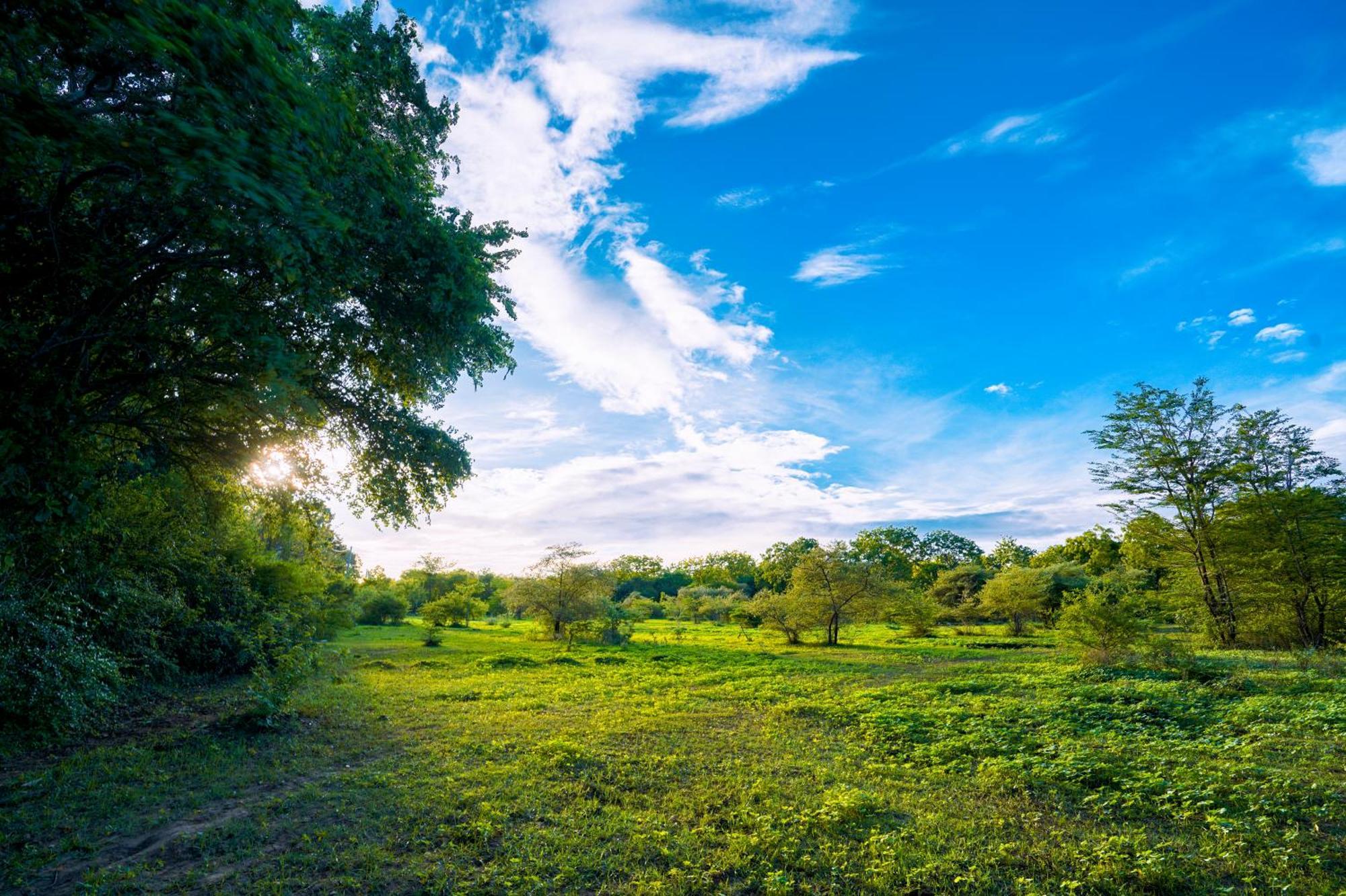 Safari Lodge Yala Катарагама Экстерьер фото